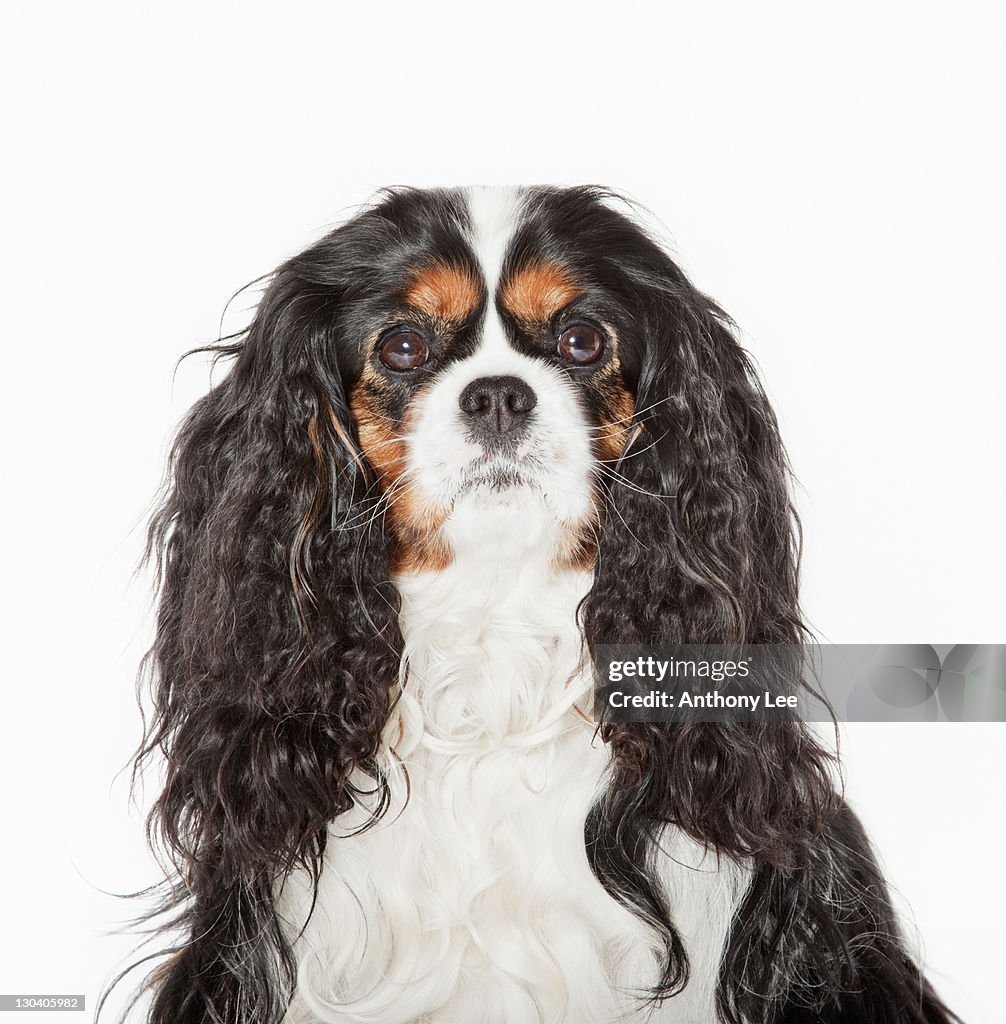 Close up of dog's face