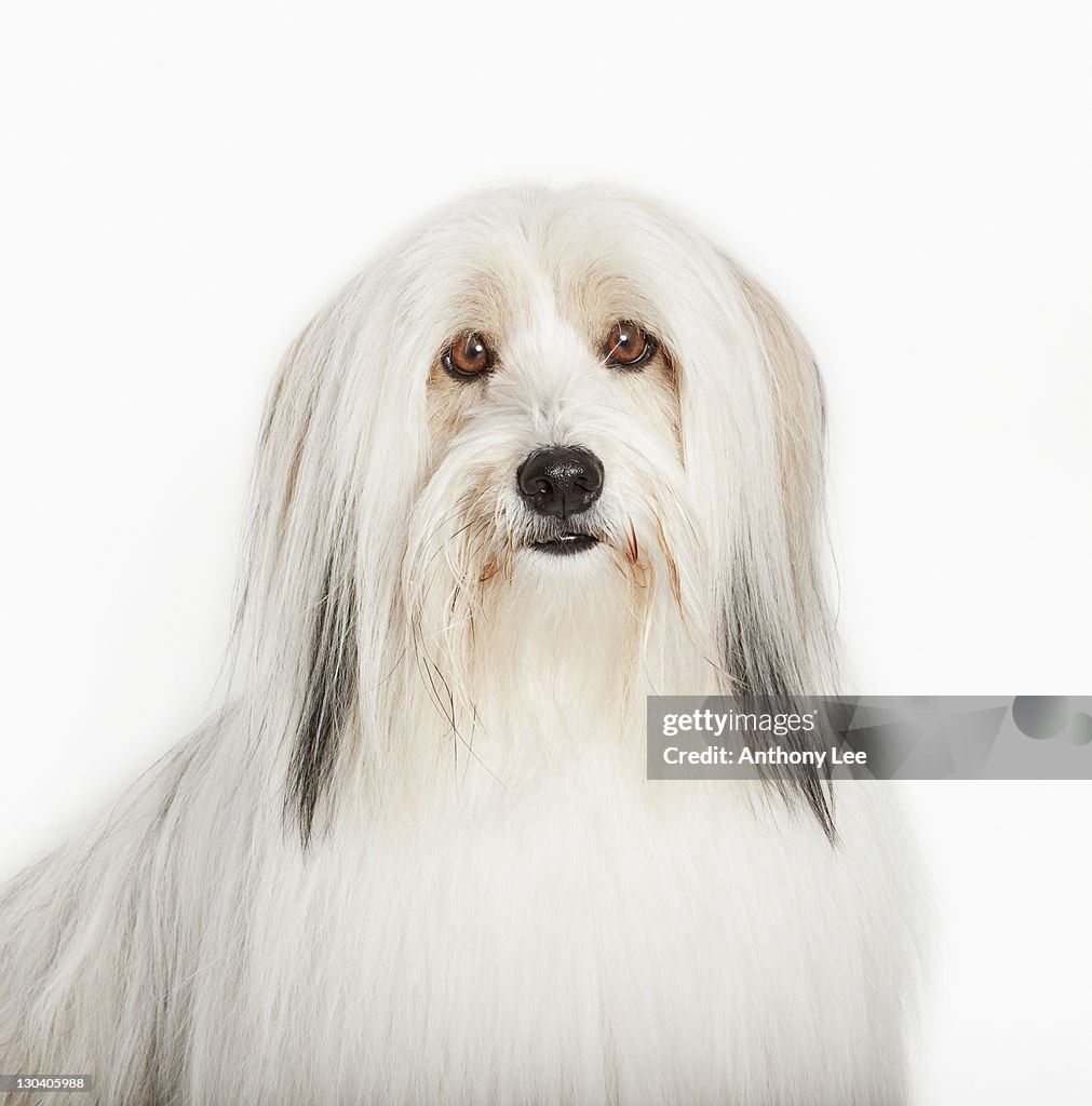 Close up of long-haired dog's face