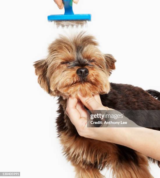 person grooming dog - groomer stock pictures, royalty-free photos & images