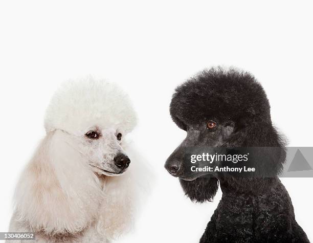 poodles examining each other - miniature poodle fotografías e imágenes de stock