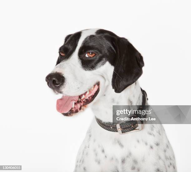 close up of panting dog's face - pointer dog isolated fotografías e imágenes de stock