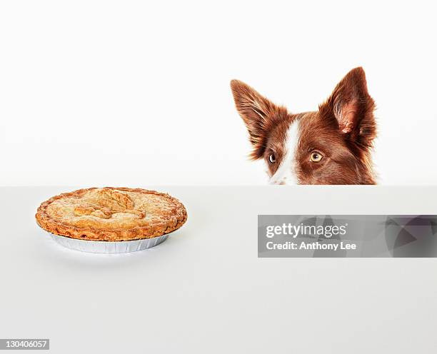 dog peering at pie on kitchen counter - indulgence white background stockfoto's en -beelden