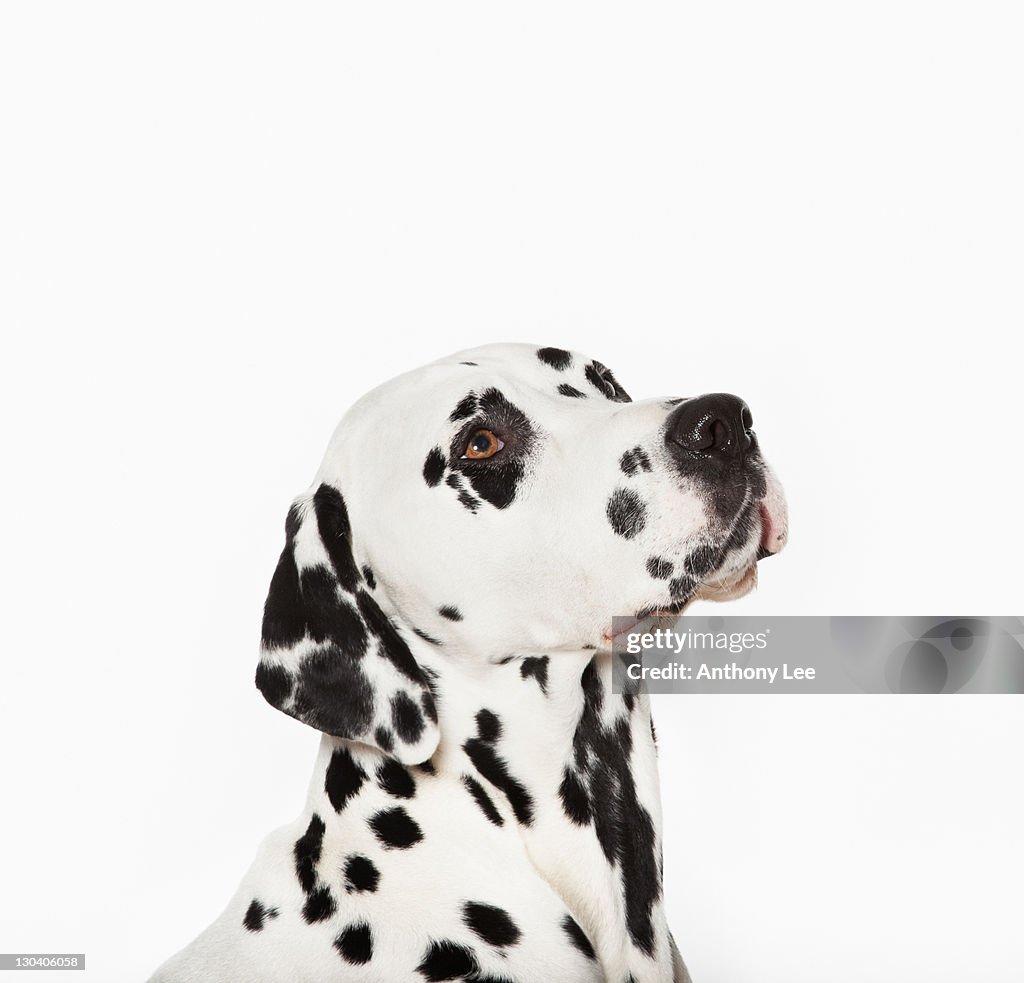 Dog with curious expression