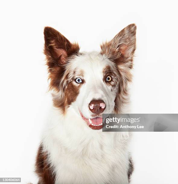 close up of dog's face - happy dog on white stock-fotos und bilder