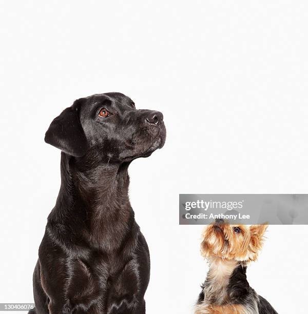 dogs looking up - labrador retriever stock pictures, royalty-free photos & images