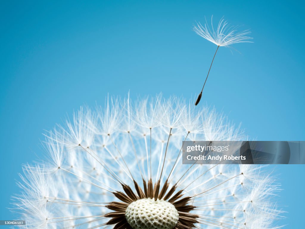 Close up of dandelion spores blowing away