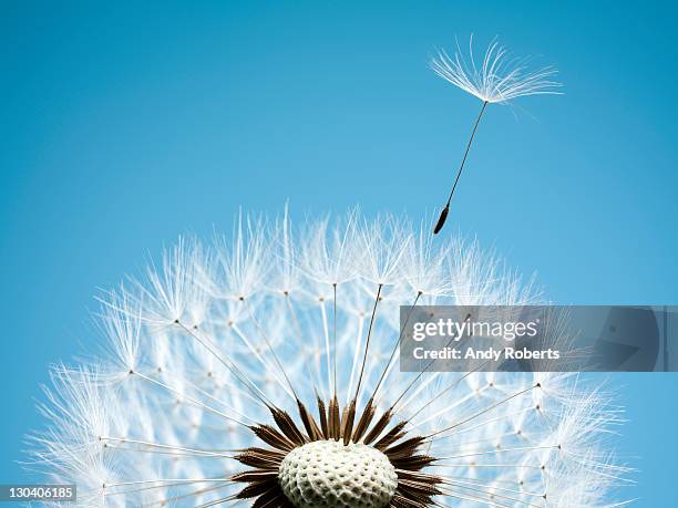 close up of dandelion spores blowing away - たんぽぽ ストックフォトと画像