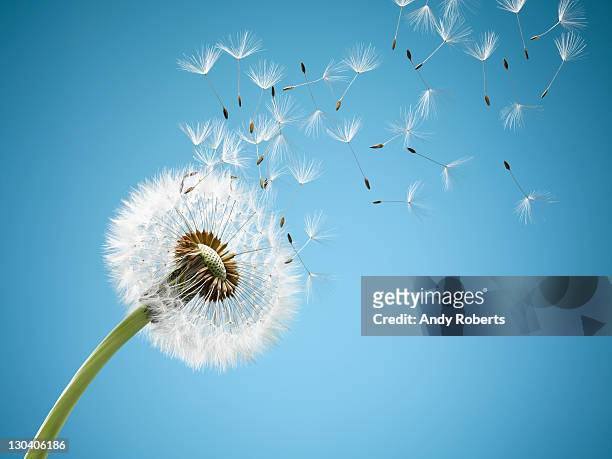 close up of dandelion spores blowing away - vento foto e immagini stock