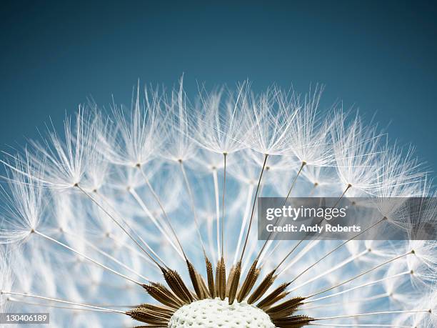 close up of dandelion spores - paardenbloem stockfoto's en -beelden
