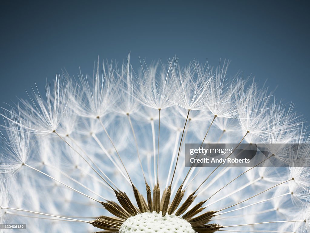 Close up of dandelion spores