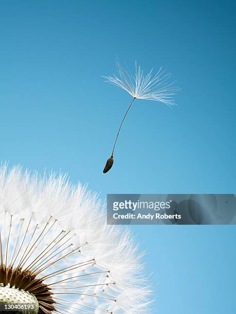 close up of dandelion spore blowing away - achievement gap stock pictures, royalty-free photos & images