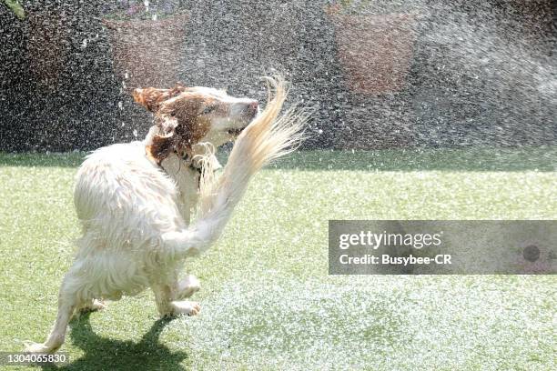 dog having fun playing with water in the garden - dog heatwave stock pictures, royalty-free photos & images