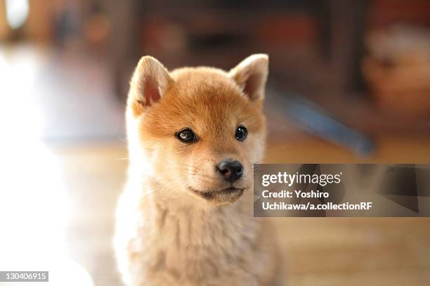 shiba inu puppy - shiba inu fotografías e imágenes de stock