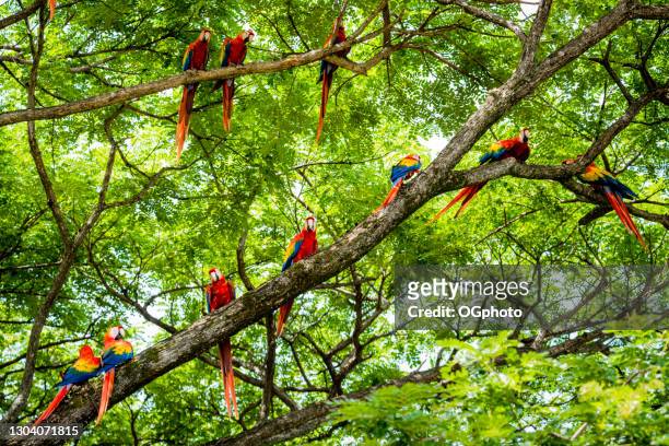 flock of scarlet macaws in the wild - costa rica stock pictures, royalty-free photos & images