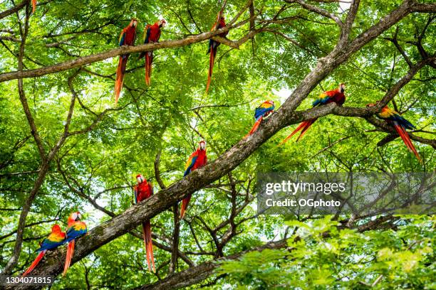 flock of scarlet macaws in the wild - game drive observação de vida selvagem imagens e fotografias de stock