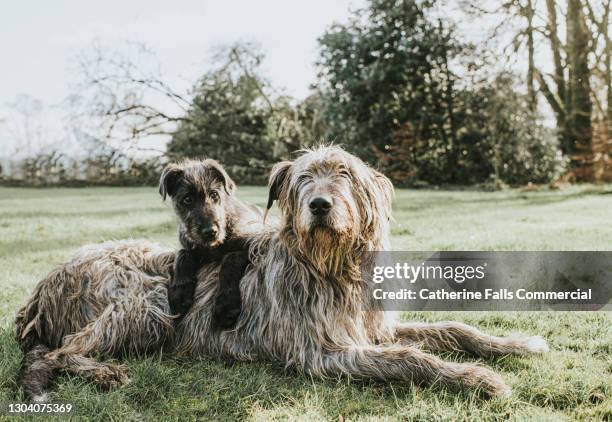 a black irish wolfhound puppy lies on top of an adult grey irish wolfhound on grass - irish wolfhound stock pictures, royalty-free photos & images
