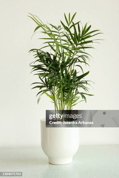 chamaedorea houseplant - chamaedorea stockfoto's en -beelden