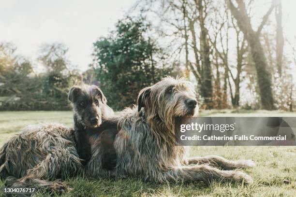 a black irish wolfhound puppy lies on top of an adult grey irish wolfhound on grass - ierse wolfhond stockfoto's en -beelden