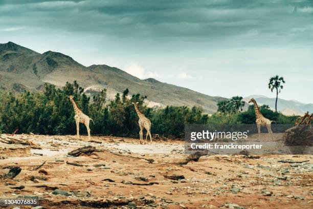 135 Giraffe With Zebra Stripes Photos and Premium High Res Pictures - Getty  Images