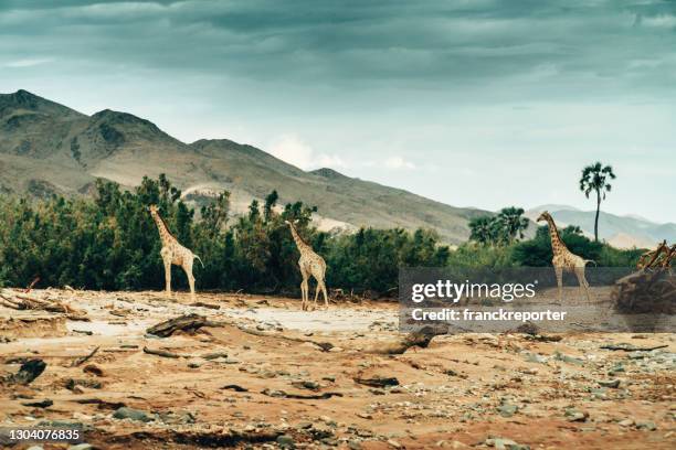 135 Giraffe With Zebra Stripes Photos and Premium High Res Pictures - Getty Images 135 Giraffe With Zebra Stripes Photos and Premium High Res Pictures - Getty Images