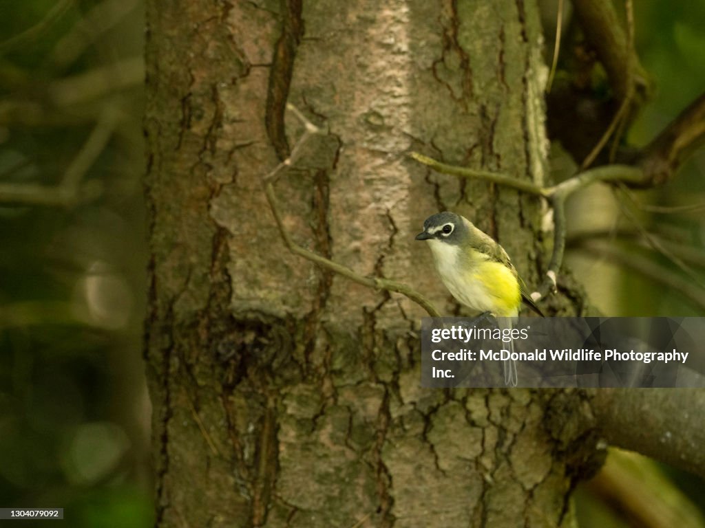 Blue-headed Vireo