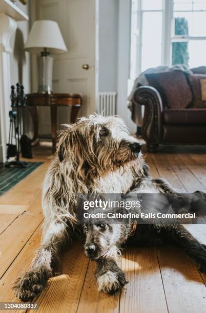 a black irish wolfhound puppy lies beside an adult grey irish wolfhound in a domestic room - ierse wolfhond stockfoto's en -beelden