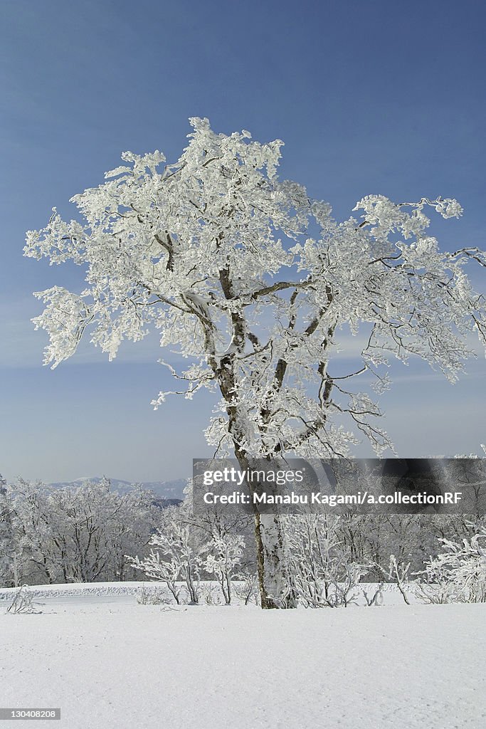 Snow on Japanese beech tree, Yamagata Prefecture, Japan