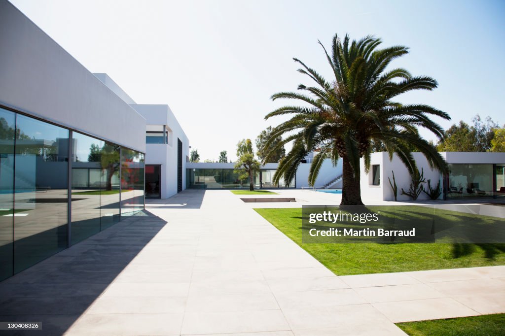 Palm tree in courtyard of modern house