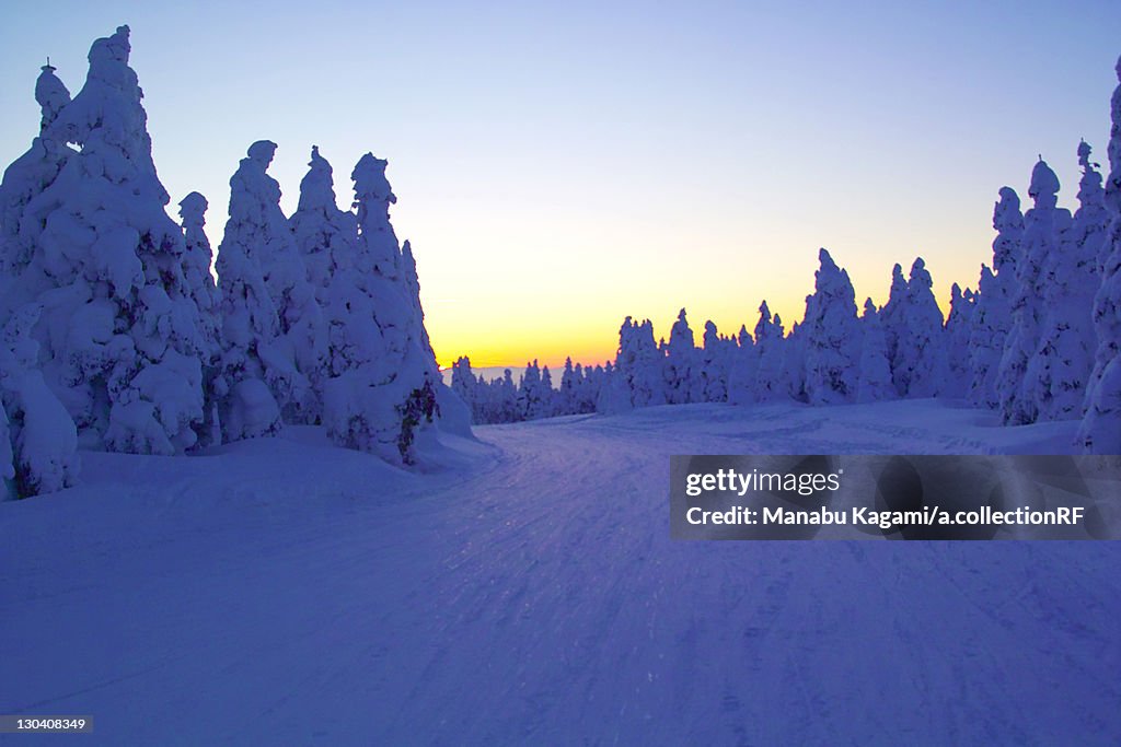 Trees at Zao mountain range, Yamagata Prefecture, Japan