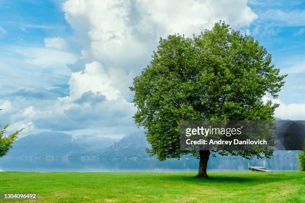 idyllische landschaft - üppiger grüner baum am bergsee. blauer und bewölkter himmel ist im hintergrund. - oak stock-fotos und bilder