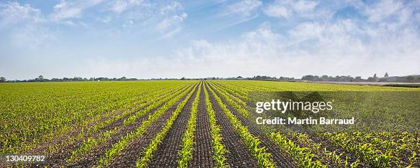 plantas en campo de cultivo - granja fotografías e imágenes de stock