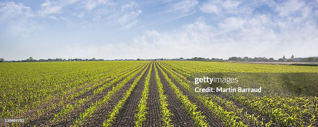Plants growing in field