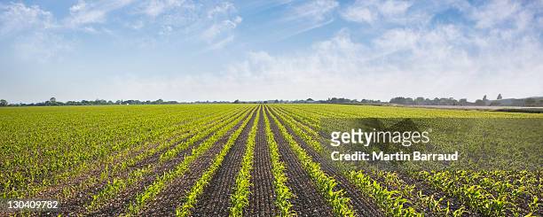 plants growing in field - agricultural field stock pictures, royalty-free photos & images