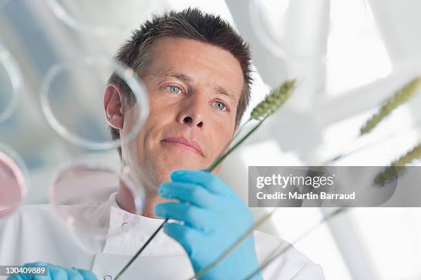 scientist examining wheat stalks - agriculture research stock pictures, royalty-free photos & images
