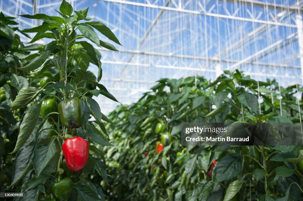 Produce growing in greenhouse