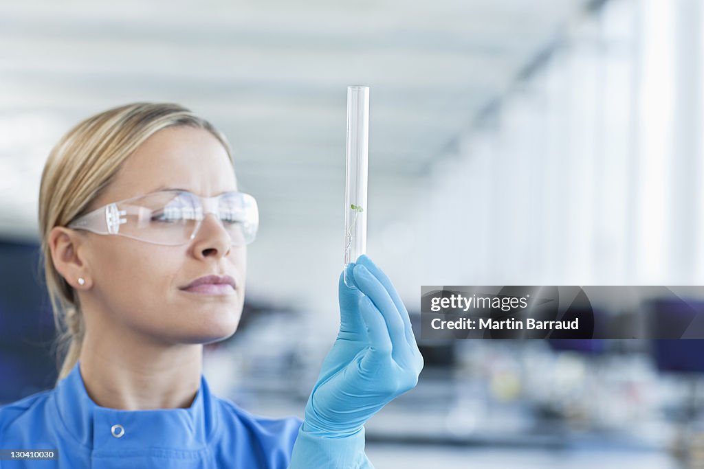 Scientist examining plants in test tube in lab