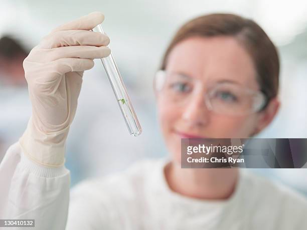 scientist examining plants in test tube in lab - test tube stock pictures, royalty-free photos & images
