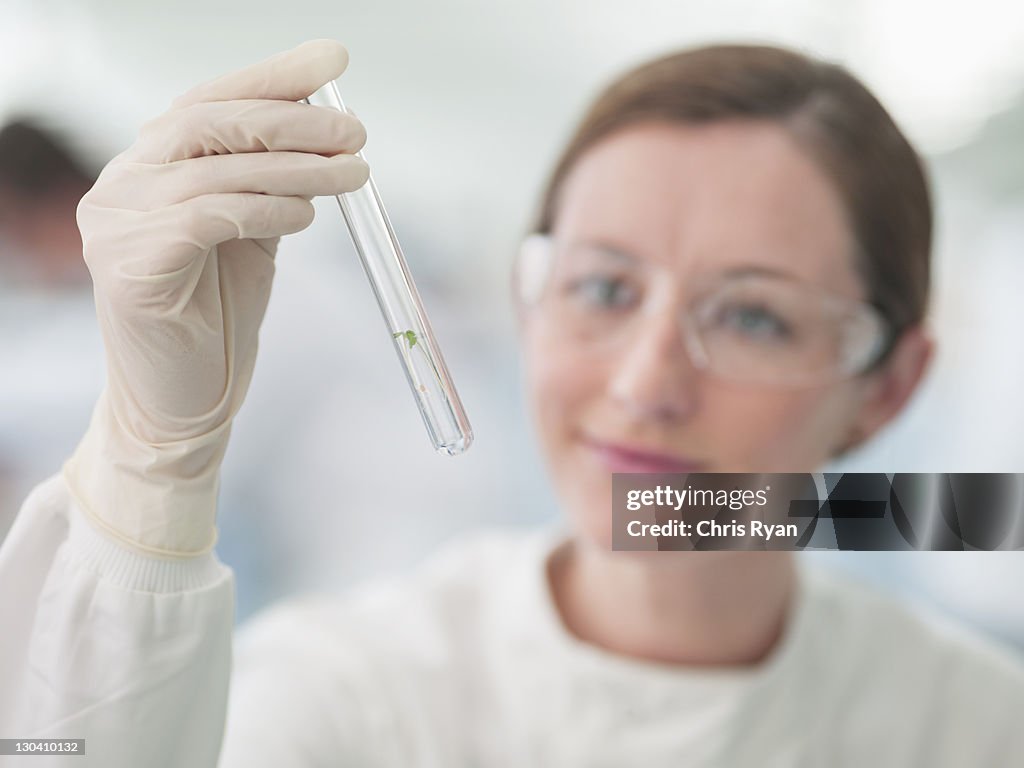 Cientista examinando as plantas em tubos de ensaio em laboratório