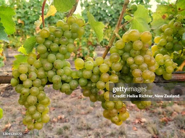 closeup of sauvignon blanc grapes - blenheim new zealand stock pictures, royalty-free photos & images