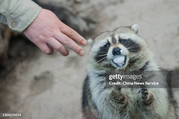 Raccoon eats Yuanxiao, balls of glutinous rice with fruit, nuts, vegetables, meat and eggs, to mark the Lantern Festival, a Chinese festival...