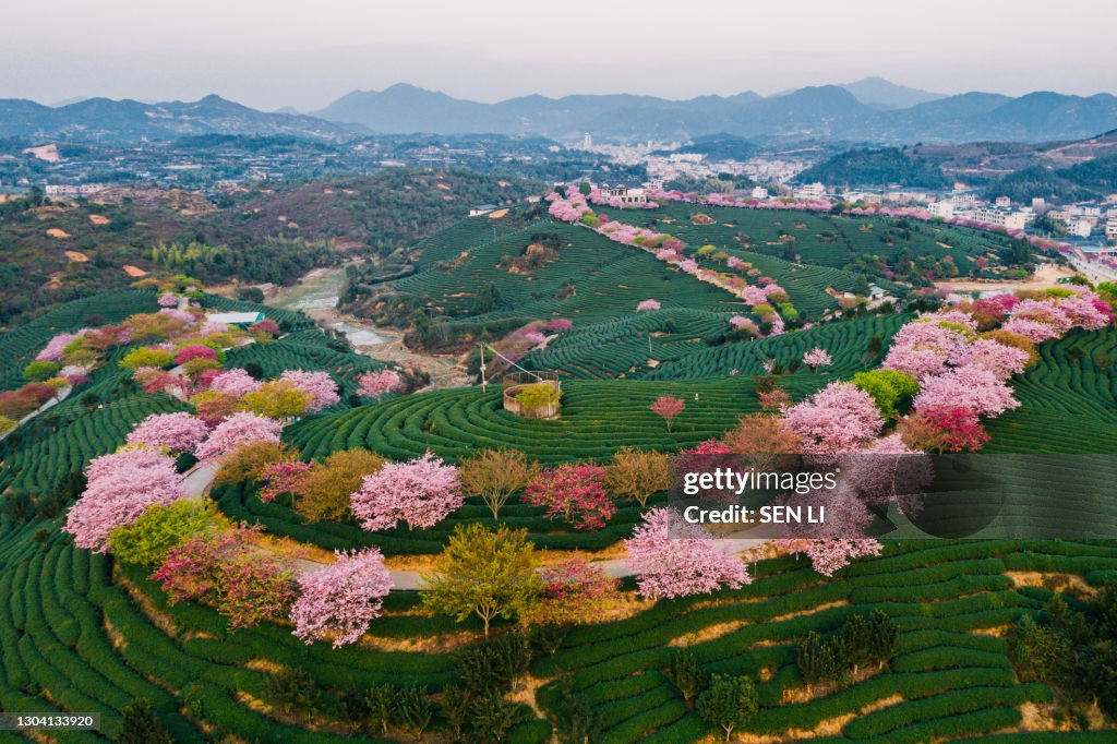 Aerial view of traditional Chinese tea garden, with blooming cherry trees on the tea mountain at dusk, in Yongfu cherry blossom garden in Longyan, Fujian, China