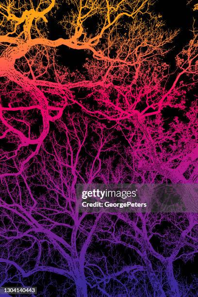 looking up at oak tree and branches - park low angle stock illustrations
