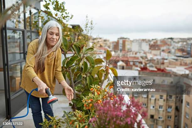 caucasian woman in mid 60s caring for kumquat plant on deck - apartment building exterior imagens e fotografias de stock