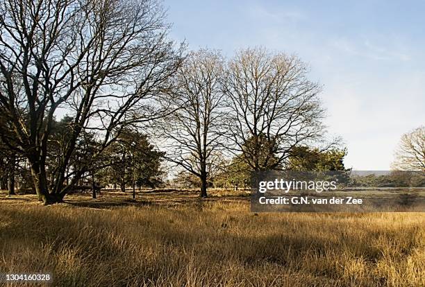 the great quiet heatland - drenthe stock pictures, royalty-free photos & images