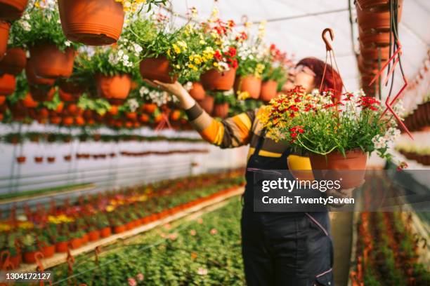 woman enjoys with her flowers - hanging basket stock pictures, royalty-free photos & images