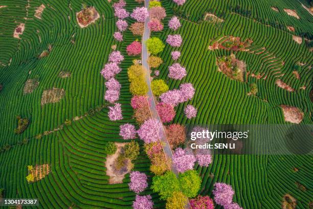 aerial view of traditional chinese tea garden, with blooming cherry trees on the tea mountain during the sunrise - chinese landscape stock-fotos und bilder