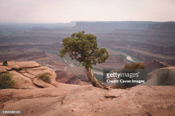 lone tree overlooking dead horse point in utah - bedrock fotografías e imágenes de stock