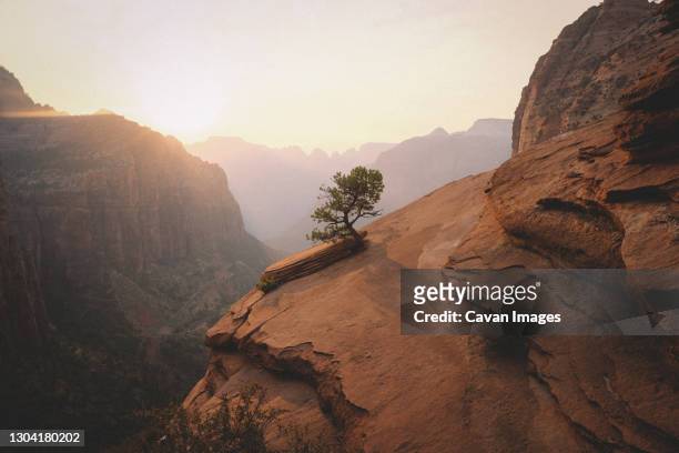 lone tree in zion national park at sunset - single tree stock pictures, royalty-free photos & images