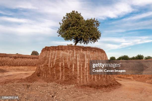 an isolated tree in the middle of a large excavation on a small island - trou sol photos et images de collection