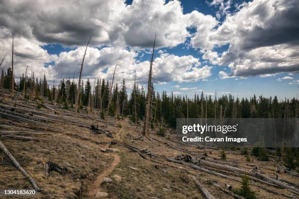 landscape after a forest fire in colorado - glen haven co stock pictures, royalty-free photos & images